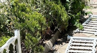 Güroymak Belediyesi, Çarşı Merkezinde Peyzaj Çalışmalarına Başladı