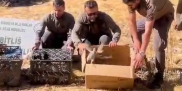 Tatvan’da Kaçak Keklik Ticareti Operasyonu: 90 Kınalı Keklik Doğaya Salındı